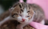 小猫多久睁眼