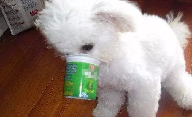 宠物狗狗可以吃酸奶吗”