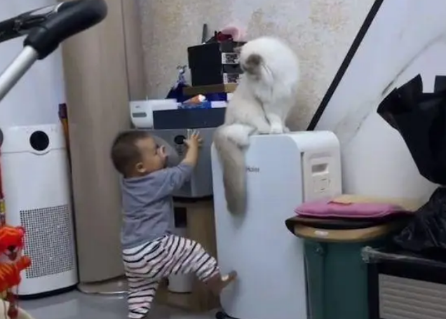 男孩多次打扰猫咪，结果挨了猫咪一套组合拳：已经忍你很久了