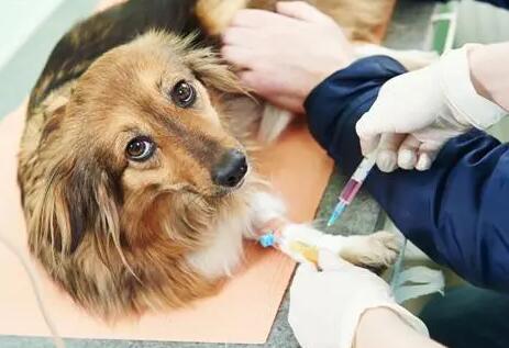 狗打疫苗后的不良反应是什么情况呀