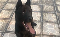 五黑犬哪里有得买