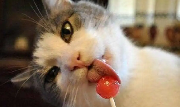 猫能吃糖果么