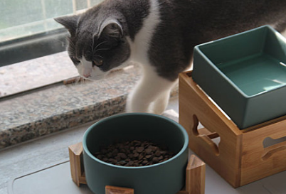 猫咪突然不怎么吃东西怎么办