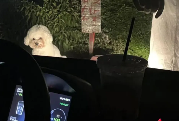 狗子不喜欢主人的男朋友,在家疯狂摇尾巴 狗子不喜欢主人的男朋友,在家疯狂摇尾巴