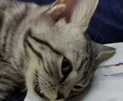 母猫要绝育吗 母猫要绝育吗
