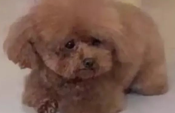 送狗狗去宠物店洗澡,它委屈坏了:麻麻怎么还不来接我 送狗狗去宠物店洗澡,它委屈坏了:麻麻怎么还不来接我