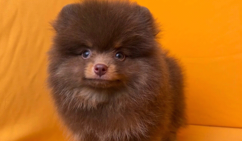 三个月博美犬喂食方法
