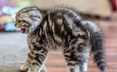怎么防止猫坐车应激反应