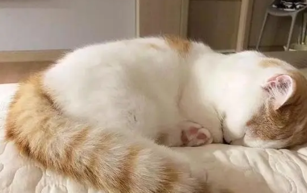 花了大价钱买了猫窝,但家里的猫咪不怎么用,要做好这几点! 花了大价钱买了猫窝,但家里的猫咪不怎么用,要做好这几点!