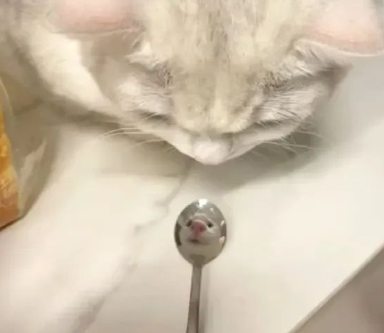 当猫对着勺子看时，猫猫直接变成了鼠鼠，笑鼠哈哈哈！
