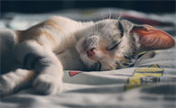 猫流口水很臭 没精神怎么回事