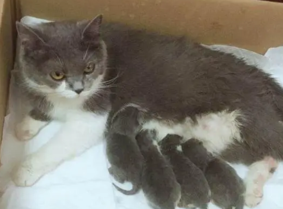 猫几个月下崽