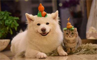 猫狗多久驱虫一次比较好