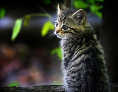 猫衣原体能治愈吗