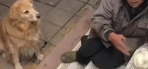 云南：男子流浪十几年，身边从不缺少狗