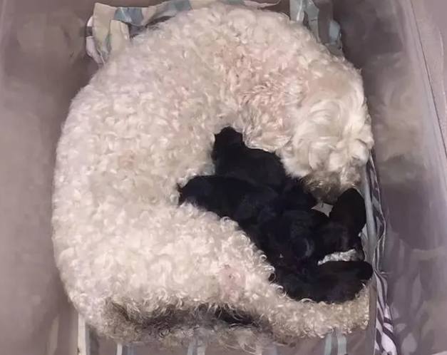 白狗看到自己的爱情结晶坐不住了，脸冒绿光