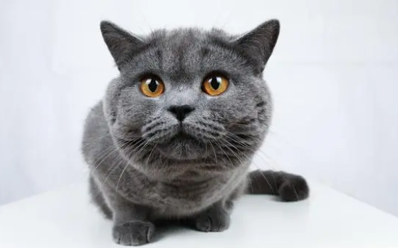 蓝猫几个月发腮
