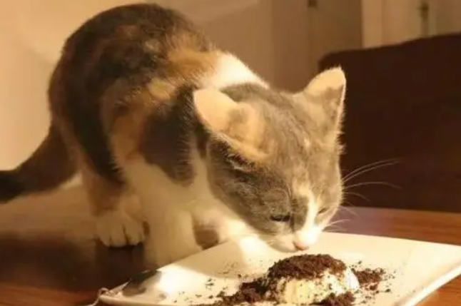 猫能吃人的食物吗为什么