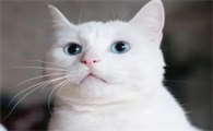 养猫能喷花露水吗？快来看看这篇文章！