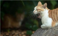 猫咪为什么会生猫藓