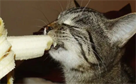 猫能不能吃香蕉
