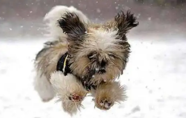 小狗怕冷吗冬天”