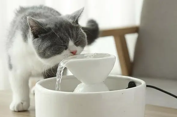 小猫咪水喝多了会怎么样