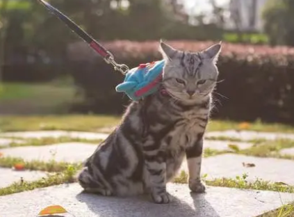 猫咪的牵引绳怎么做