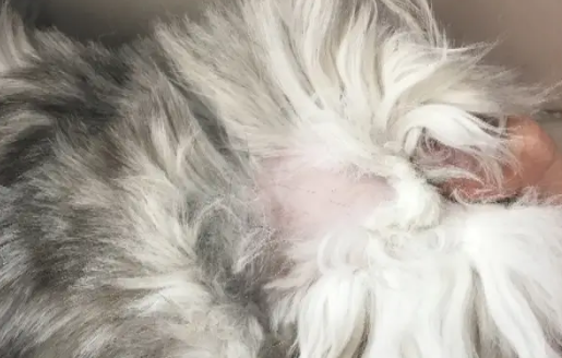 猫咪打针后脖子上秃毛怎么办