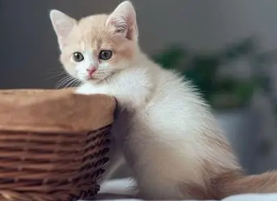 猫咪闻了杀虫剂会怎样