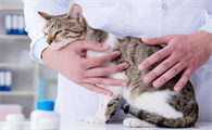猫得猫瘟打单抗还是抑制蛋白