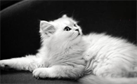 猫薄荷草怎么用效果好