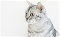 猫身上有螨虫什么症状