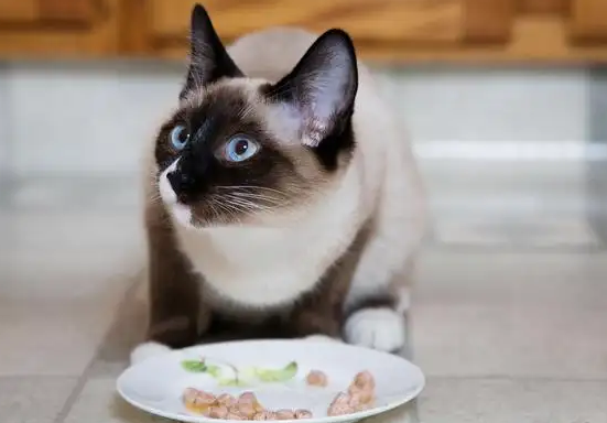 暹罗猫可以吃草莓吗