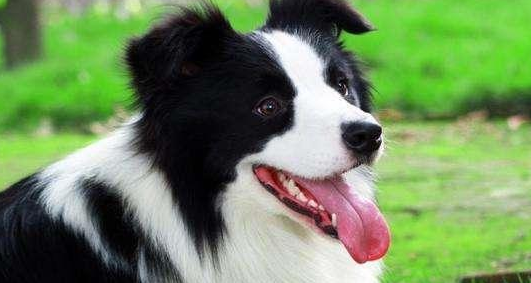 服务犬远不止导盲犬一种，甚至种类繁多