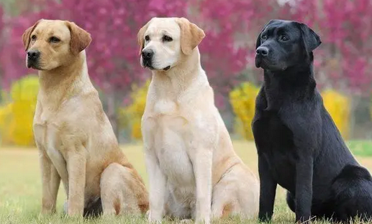 拉布拉多犬掉毛厉害怎么办啊 拉布拉多犬掉毛厉害怎么办啊