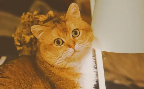 金渐层猫的缺点,看看你家的有没有中招 金渐层猫的缺点,看看你家的有没有中招