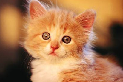 刚出生的小猫拉稀是什么原因造成的 刚出生的小猫拉稀是什么原因造成的