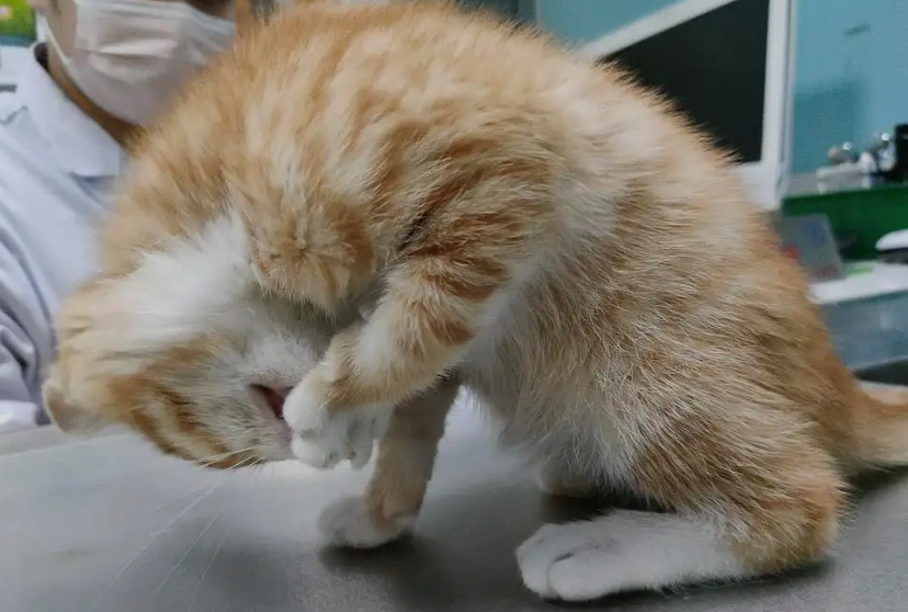 猫咪抽搐吃什么药