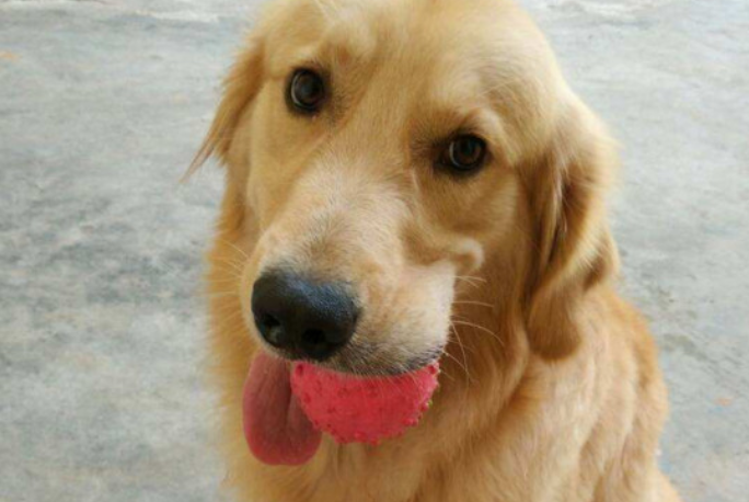 金毛犬吃什么狗粮最好 金毛犬吃什么狗粮最好