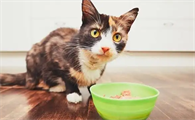 猫咪一天吃几顿
