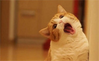 猫的正常体温心率呼吸是多少