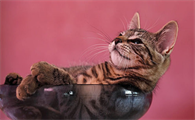 猫鼻支雾化用药配方怎么配