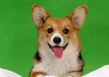 幼犬吃了一颗葡萄有事吗 幼犬吃了一颗葡萄有事吗