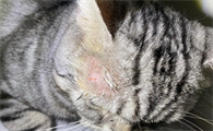 猫咪猫藓快好了是什么样子