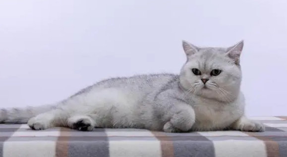 治猫耳螨用什么药好的快 治猫耳螨用什么药好的快