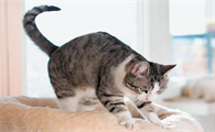 猫为什么会踩奶