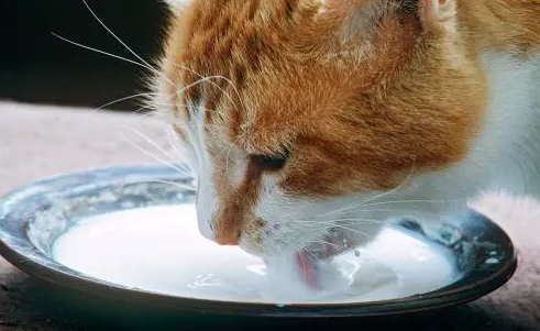 猫能喝纯牛奶吗 猫能喝纯牛奶吗