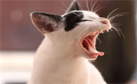 猫咪口臭是正常的吗