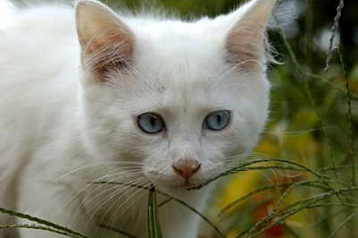 猫鼻支有什么症状表现